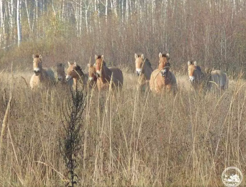 Screenshot_68_3a4de4f4